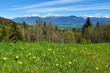 Meadow with yellow dandelion (Taraxacum officinale) spring flowers and Karavanke mountains with...