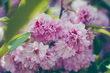 Selective focus of beautiful branches of pink Sakura flowers during spring season