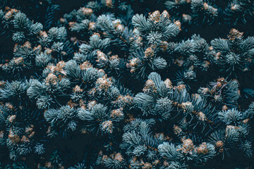  Green branches of a pine tree close-up, short needles of a coniferous tree close-up background texture