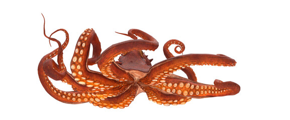 red octopus with several tentacles moving with head protrusions and suction cups on a white background
