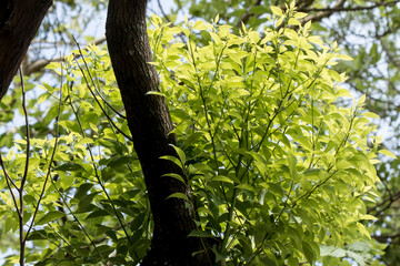 Fototapeta premium Cinnamomum camphora tree