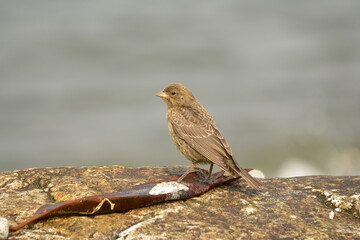 Juvenile Brown-headed Cowbird