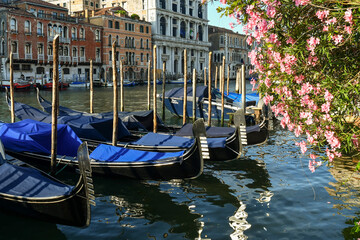 Row of gondolas moored on the Grand Canal with a pink oleander plant in full bloom in summer,...