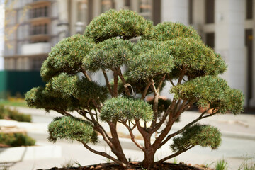 Bonsai tree. Bonsai tree in the courtyard of a modern residential complex. Beautiful decoration of...
