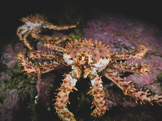 King crab 1
