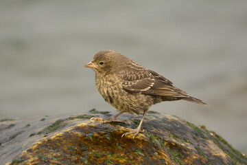 Juvenile Brown-headed Cowbird