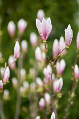 Obraz premium blooming magnolia bush close-up. magnolia. Blooming magnolia flower close up. Bright pink Magnolia flowers with green leaves in the garden in spring. magnolia