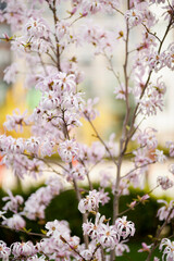 blooming magnolia bush close-up. magnolia. Blooming magnolia flower close up. Bright pink Magnolia flowers with green leaves in the garden in spring. magnolia