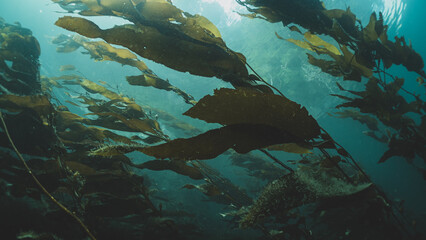 Kelp Forests 18