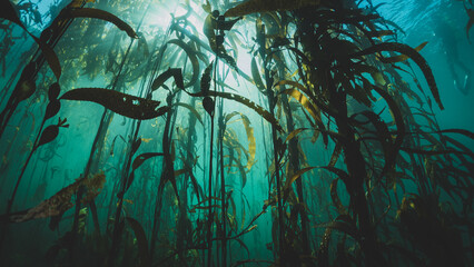 Kelp Forests 5