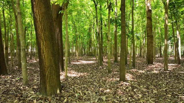 Forest Street Side plants Wilderness, rajshahi , bangladesh