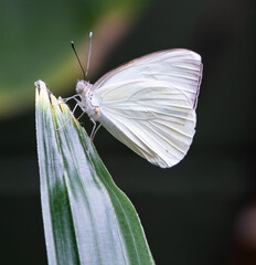 butterfly on flower