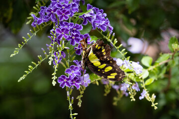 butterfly on flower