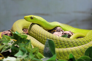 Gewöhnliche Mamba / Eastern green mamba / Dendroaspis angusticeps