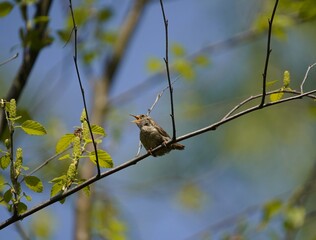 The Eurasian wren (Troglodytes troglodytes) or northern wren is a very small insectivorous bird, and the only member of the wren family Troglodytidae found in Eurasia and Africa (Maghreb). Hanover.