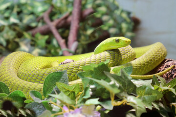 Gewöhnliche Mamba / Eastern green mamba / Dendroaspis angusticeps