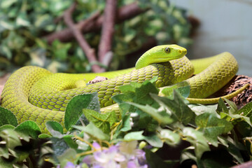 Obraz premium Gewöhnliche Mamba / Eastern green mamba / Dendroaspis angusticeps
