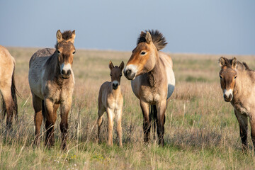 Przewalski's horses (Mongolian wild horses). A rare and endangered species originally native to the...
