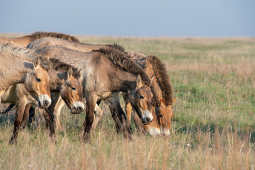 Przewalski's horses (Mongolian wild horses). A rare and endangered species originally native to the steppes of Central Asia. Reintroduced at the steppes of South Ural