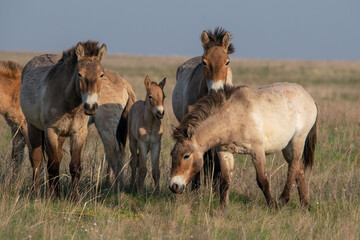 Przewalski's horses (Mongolian wild horses). A rare and endangered species originally native to the steppes of Central Asia. Reintroduced at the steppes of South Ural