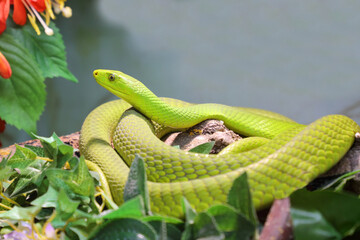 Gewöhnliche Mamba / Eastern green mamba / Dendroaspis angusticeps