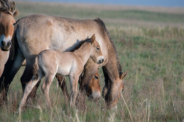Przewalski's horses (Mongolian wild horses). A rare and endangered species originally native to the steppes of Central Asia. Reintroduced at the steppes of South Ural
