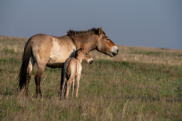 Przewalski's horses (Mongolian wild horses). A rare and endangered species originally native to the steppes of Central Asia. Reintroduced at the steppes of South Ural