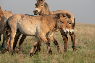 Przewalski's horses (Mongolian wild horses). A rare and endangered species originally native to the steppes of Central Asia. Reintroduced at the steppes of South Ural