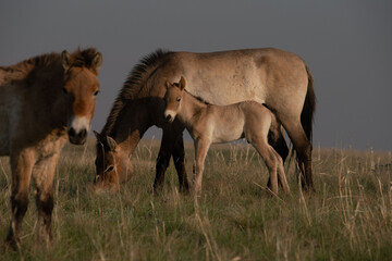 Fototapeta premium Przewalski's horses (Mongolian wild horses). A rare and endangered species originally native to the steppes of Central Asia. Reintroduced at the steppes of South Ural