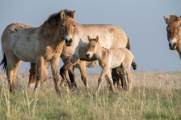 Naklejka na ściany i meble Przewalski's horses (Mongolian wild horses). A rare and endangered species originally native to the steppes of Central Asia. Reintroduced at the steppes of South Ural