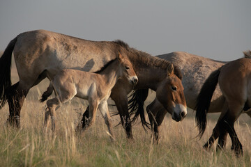 Przewalski's horses (Mongolian wild horses). A rare and endangered species originally native to the...