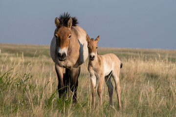Przewalski's horses (Mongolian wild horses). A rare and endangered species originally native to the...