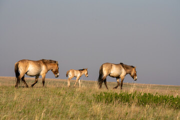 Przewalski's horses (Mongolian wild horses). A rare and endangered species originally native to the steppes of Central Asia. Reintroduced at the steppes of South Ural