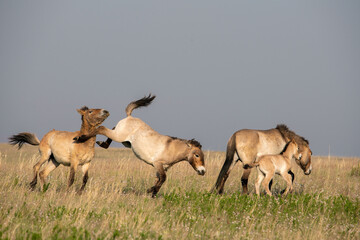 Przewalski's horses (Mongolian wild horses). A rare and endangered species originally native to the steppes of Central Asia. Reintroduced at the steppes of South Ural