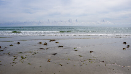Seaweed on the shore. Irish sandy beach. Minimalistic landscape.