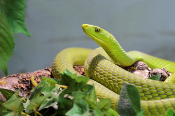 Gewöhnliche Mamba / Eastern green mamba / Dendroaspis angusticeps