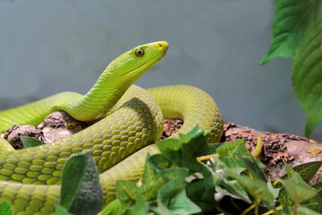 Gewöhnliche Mamba / Eastern green mamba / Dendroaspis angusticeps