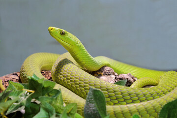 Gewöhnliche Mamba / Eastern green mamba / Dendroaspis angusticeps