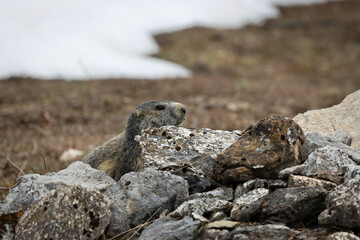 Marmotte derrière un rocher