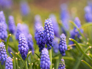 Purple flowers in a field