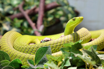 Gewöhnliche Mamba / Eastern green mamba / Dendroaspis angusticeps