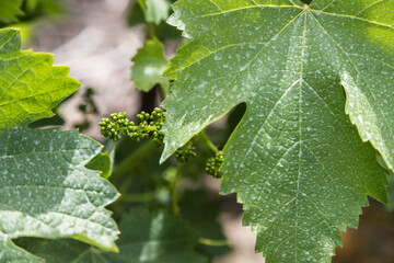 Detail of vine branches with lush green leaves and small shoots of bunches of grapes. Grapes growing, time of year, spring.