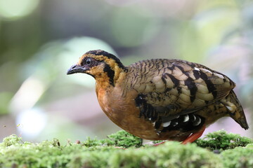 Chestnut-necklaced Partridge or Sabah Partridge (Tropicoperdix graydoni) in Sabah, North Borneo 