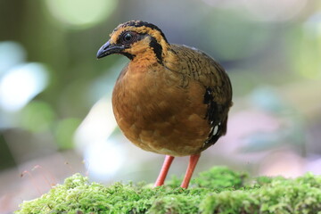 Chestnut-necklaced Partridge or Sabah Partridge (Tropicoperdix graydoni) in Sabah, North Borneo 