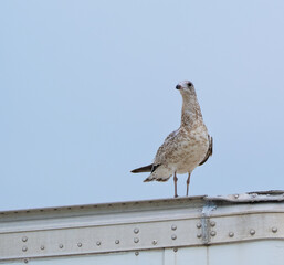 seagull
