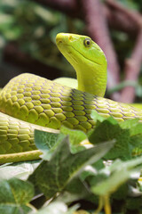 Gewöhnliche Mamba / Eastern green mamba / Dendroaspis angusticeps