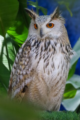 The beautiful owl is standing in the garden
