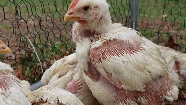 Close up of white feather broilers chickens standing in cluster try to stay warm while waiting to be transferred into coop.