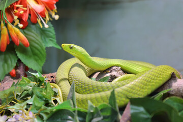 Gewöhnliche Mamba / Eastern green mamba / Dendroaspis angusticeps