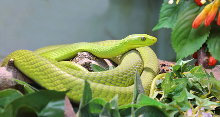 Gewöhnliche Mamba / Eastern green mamba / Dendroaspis angusticeps